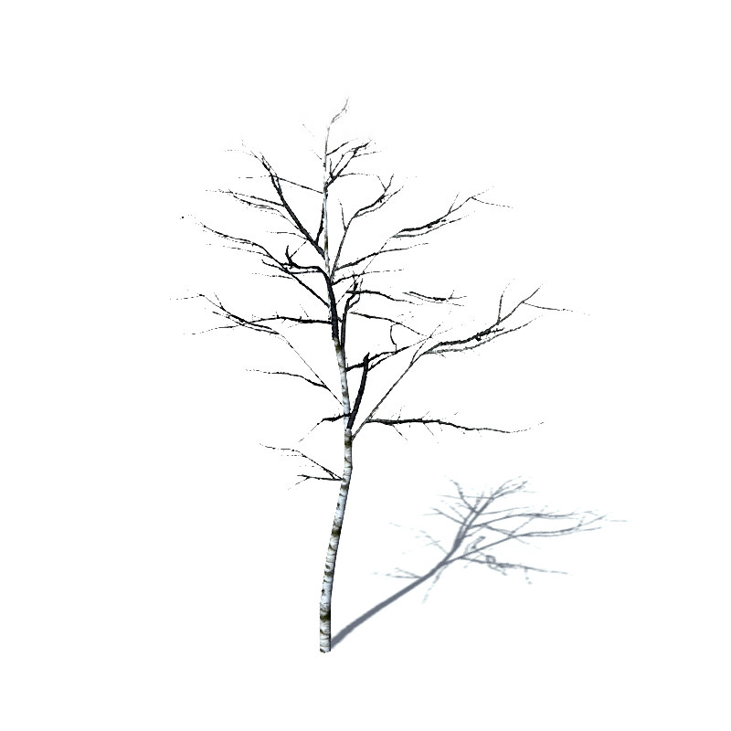 800x800 16 Birch Trees For Games 3d Cgtrader