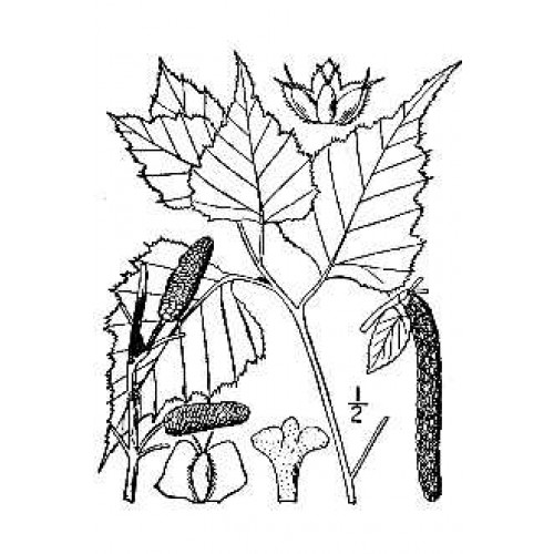 500x500 Gray Birch Trees For Sale Cold Stream Farm