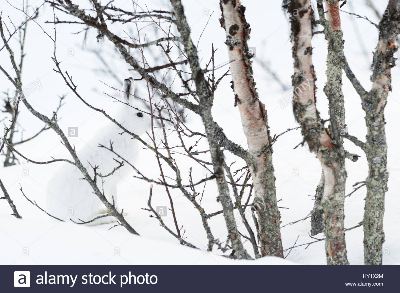 1300x953 Mountain Hare (Lepus Timidus) Amongst Birch Trees, Well