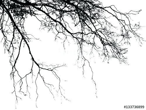 500x375 White Birch Tree Branches Internet