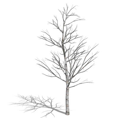 Birch Tree Drawing at GetDrawings | Free download