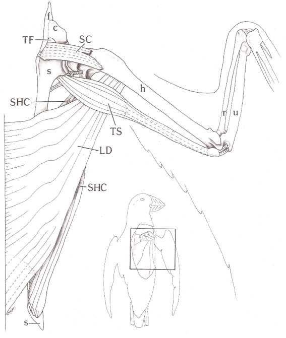 567x671 Bird Wing Muscle Anatomy Right Wing Of An Atlantic Anatomy
