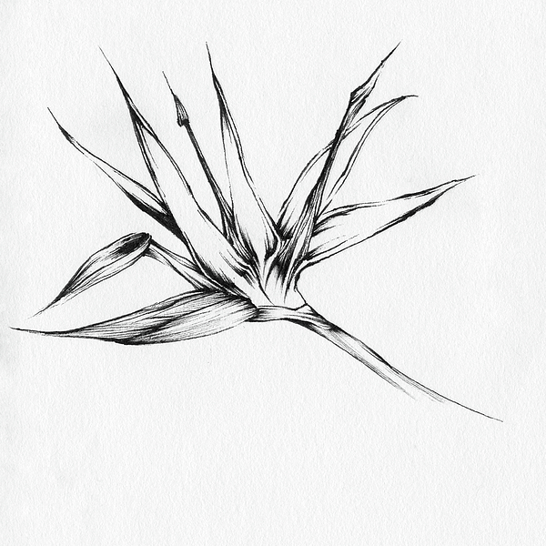 600x600 Bird Of Paradise Drawing By Christopher Lem