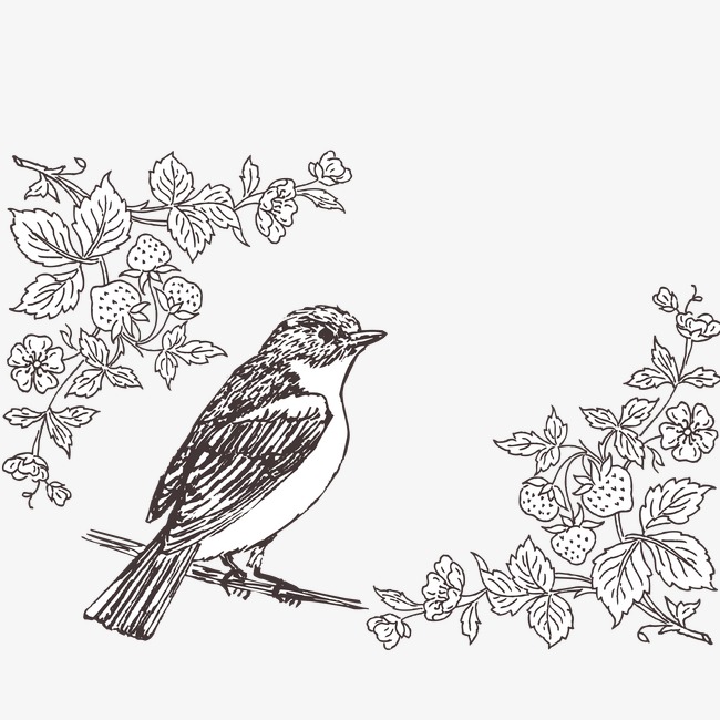 650x650 Line Drawing Bird, Black, Line Drawing, Flower Png And Vector