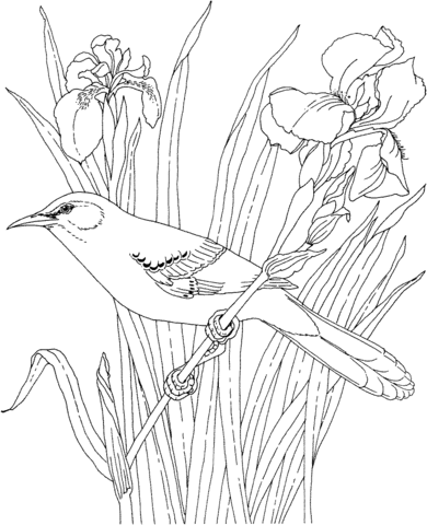 390x480 Mockingbird And Iris Tennessee State Bird And Flower Coloring Page