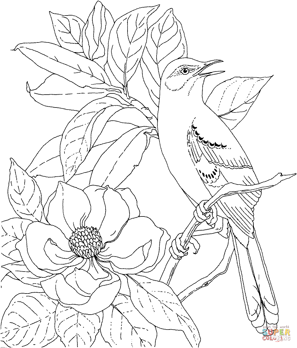 1013x1188 Mockingbird And Magnolia Mississippi State Bird And Flower