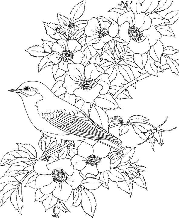 591x720 43 Best Coloring Pages Images On Bird, Coloring Books