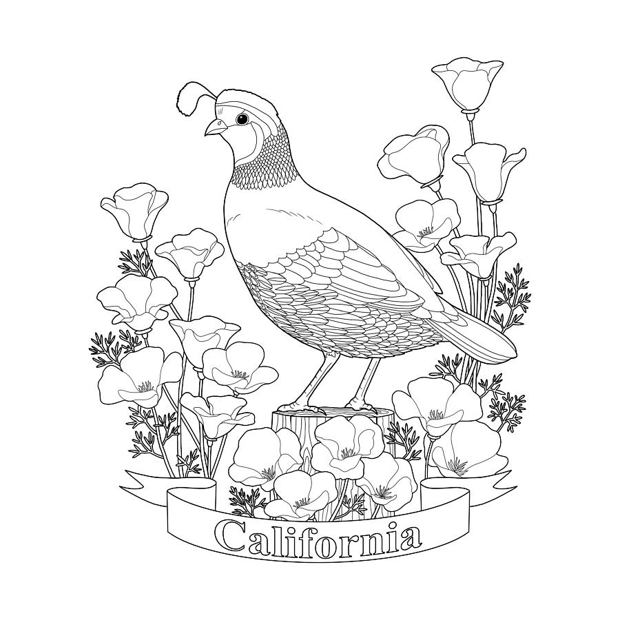 900x900 State Bird And Flower Coloring Page Digital Art By Crista Forest