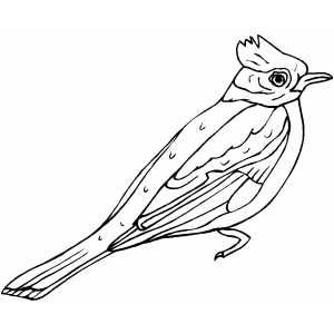 300x300 306 Best Drawing Birds Images On Drawing Birds, Draw