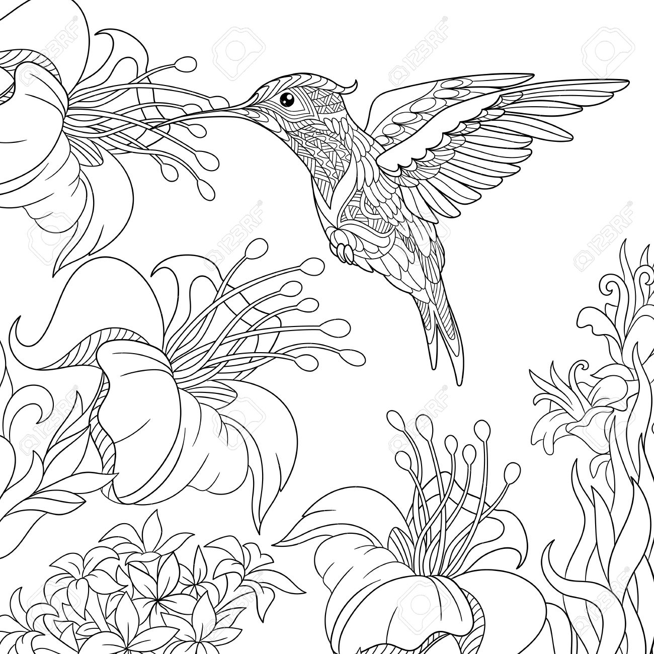 1300x1300 Coloring Page Of Hummingbird And Hibiscus Flowers. Freehand Sketch