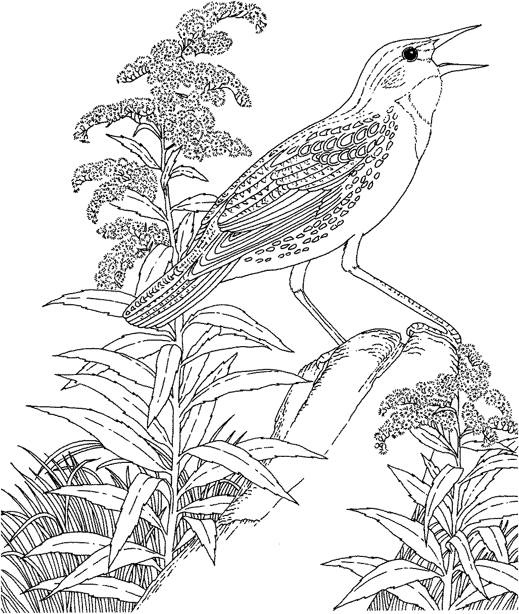 1027x1215 Free Printable Coloring Page State Birds And Flowers Coloring