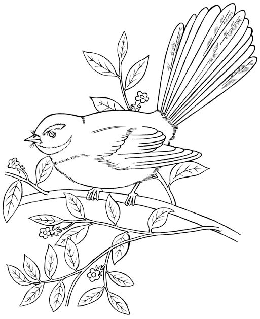 513x629 New Zealand Native Fantail Forest And Park Bird Coloring Picture