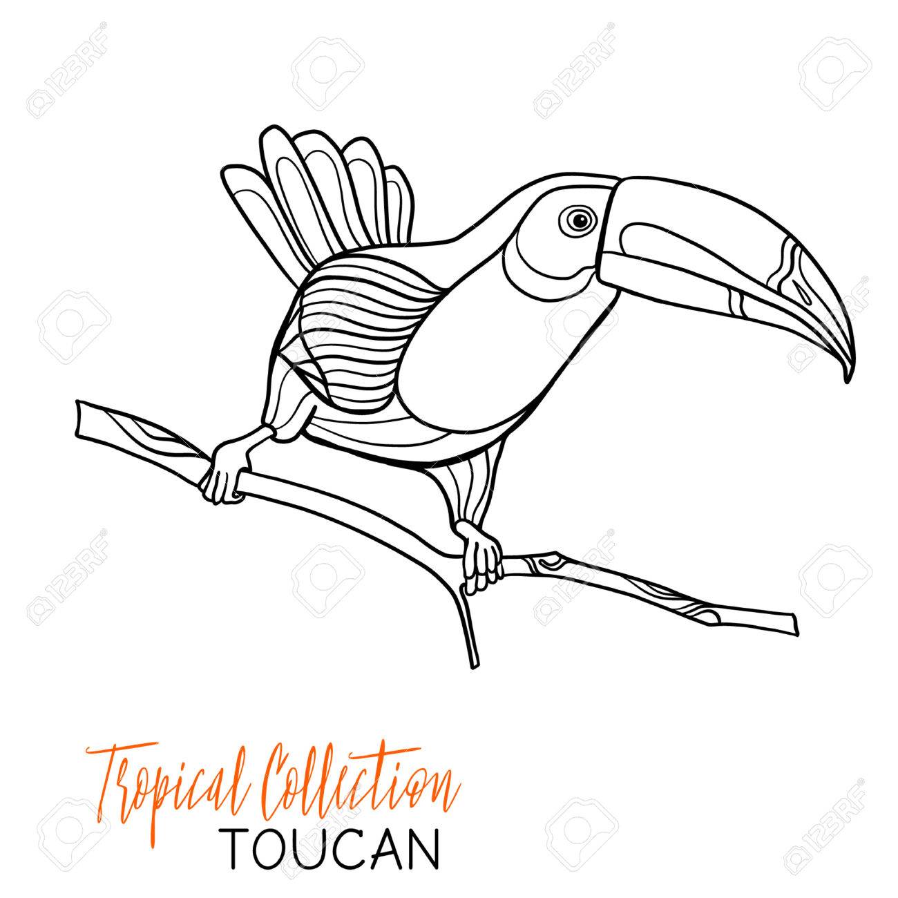 1300x1300 Toucan. Tropical Bird. Vector Illustration. Coloring Book