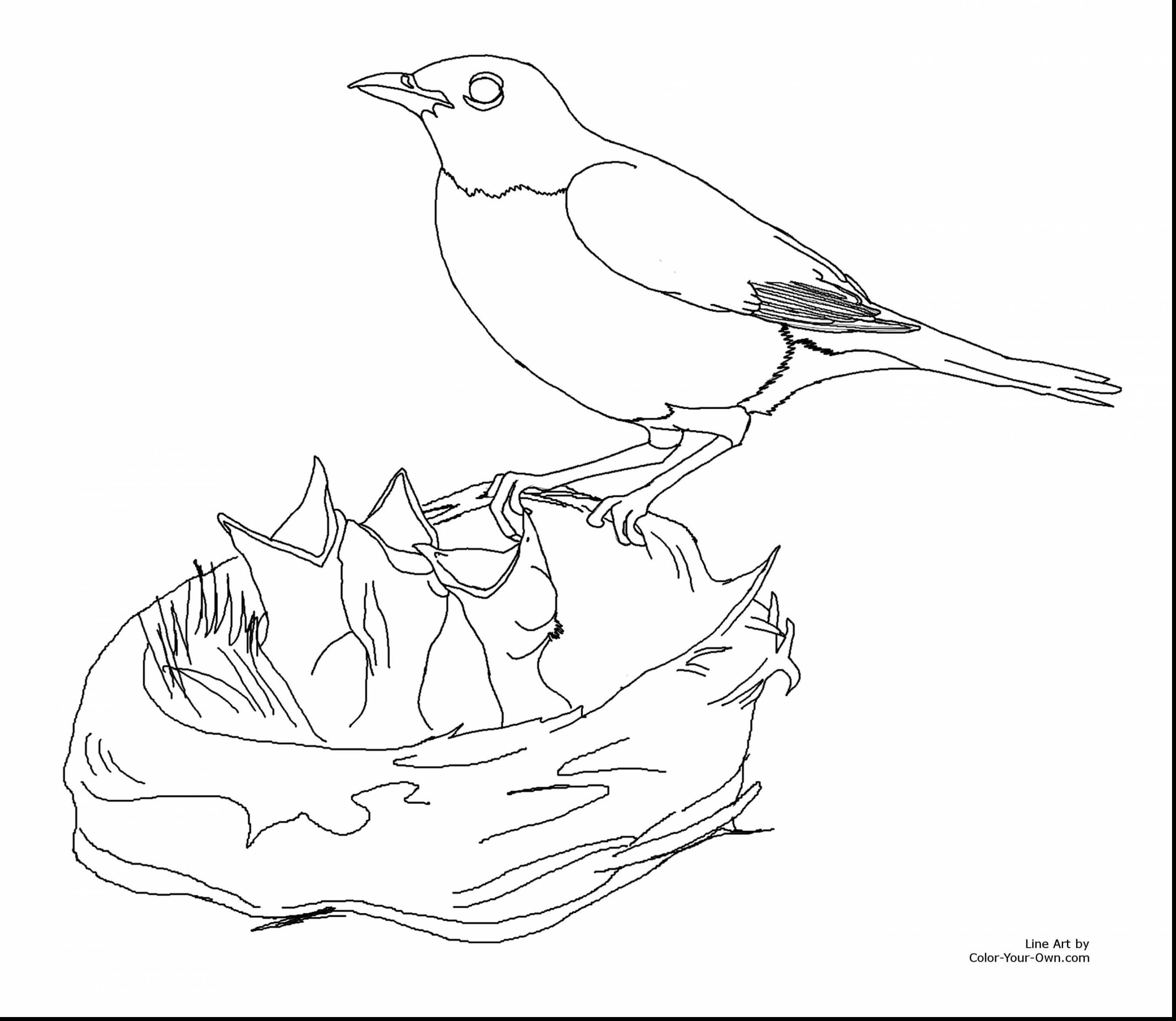 2970x2578 Beautiful How To Draw Bird Drawings Sketches With Coloring Pages