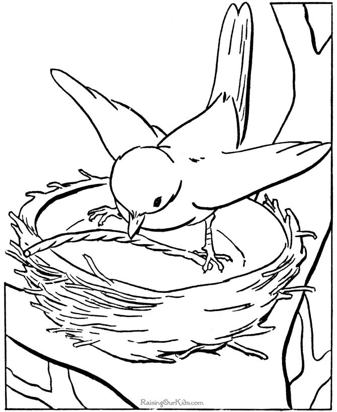 Coloring Book Drawings Fo Birds 1