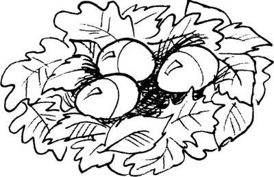 400x258 Warm Bird's Nest Activity Howstuffworks