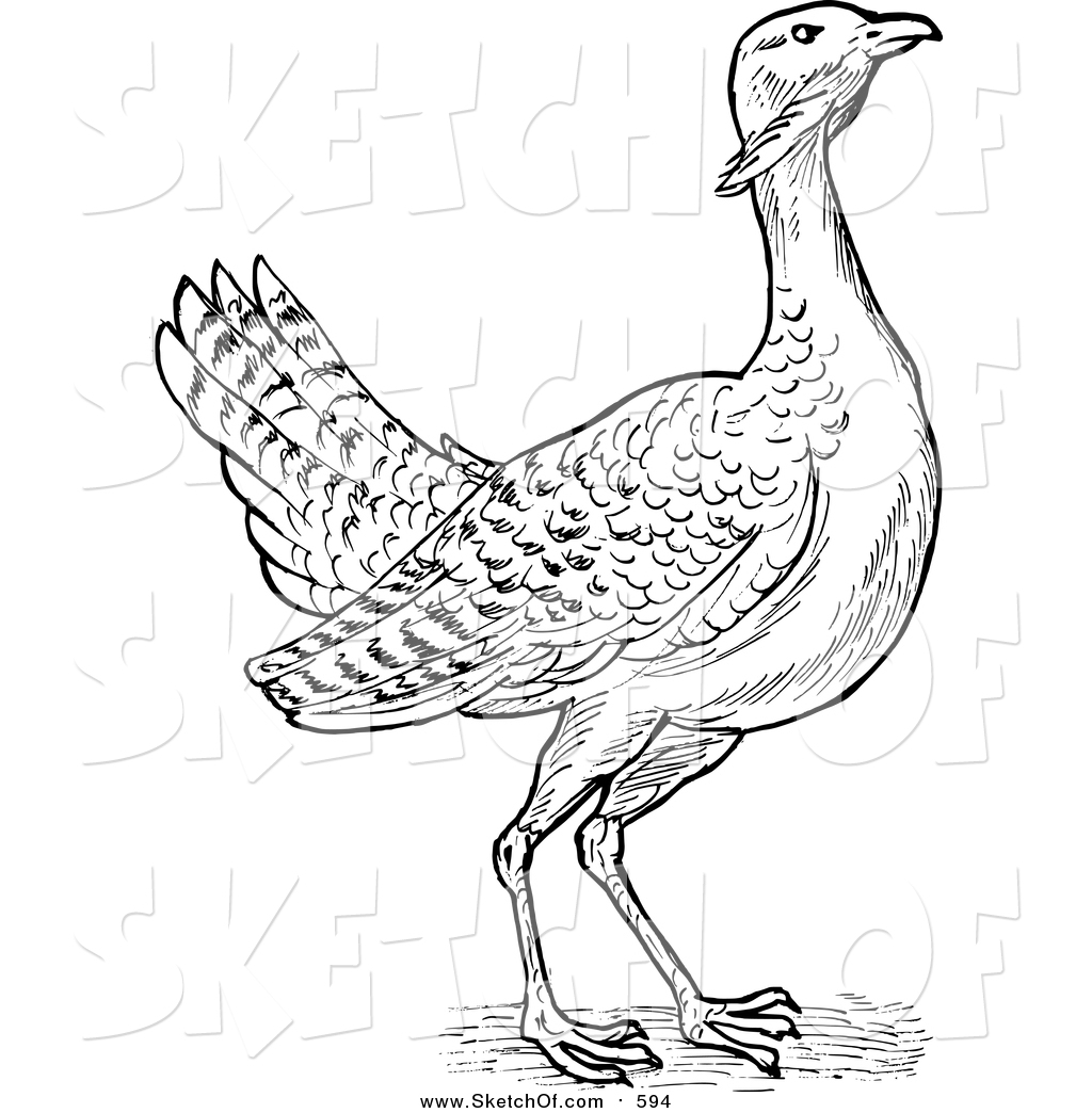 1024x1044 Drawing Of A Sketched Great Bustard Bird By Patrimonio