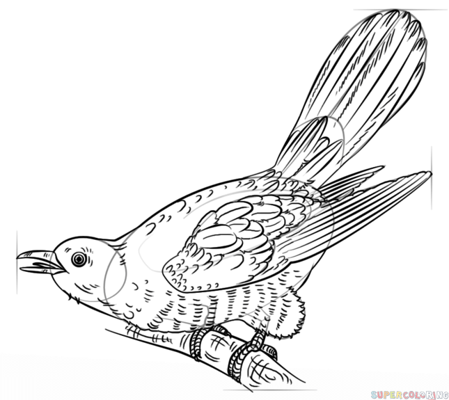 645x575 How To Draw A Cuckoo Step By Step Drawing Tutorials