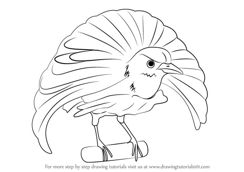 800x566 Learn How To Draw A Superb Bird Of Paradise (Birds) Step By Step