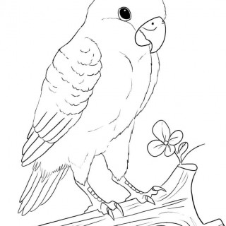 320x320 Tag Love Birds Drawing Images Wedding Love Birds Drawing