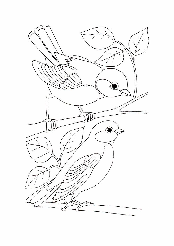 736x1039 Simple Bird Drawing With Color