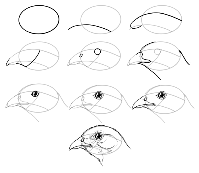 700x610 How To Draw Birds Step By Step Instructions