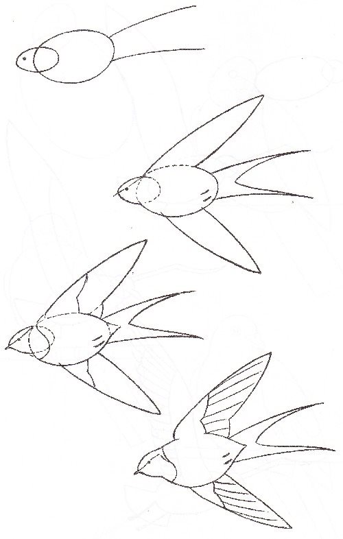 500x786 How To Draw A Bird Step By Step 10 Great Ways (Drawings