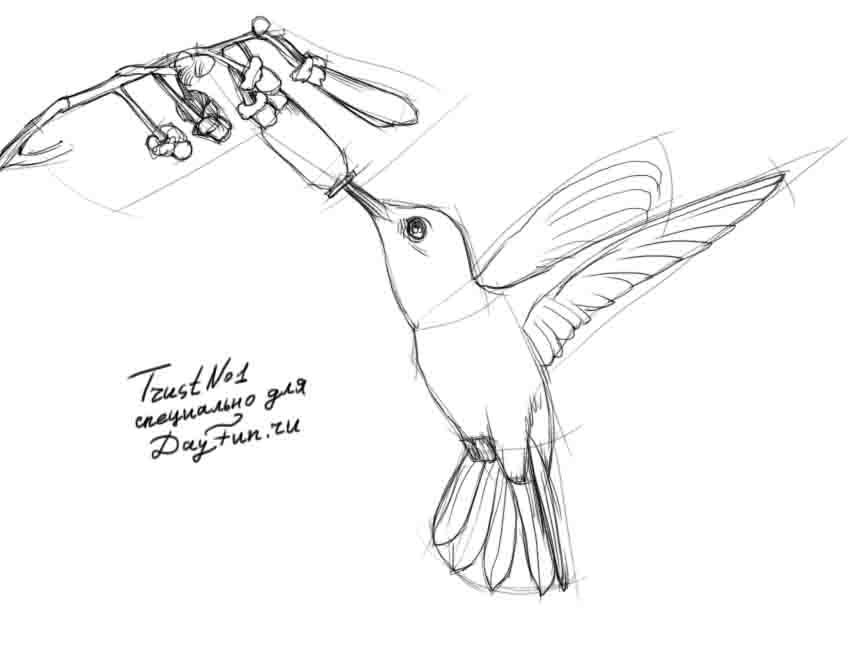 867x650 How To Draw A Hummingbird Step By Step