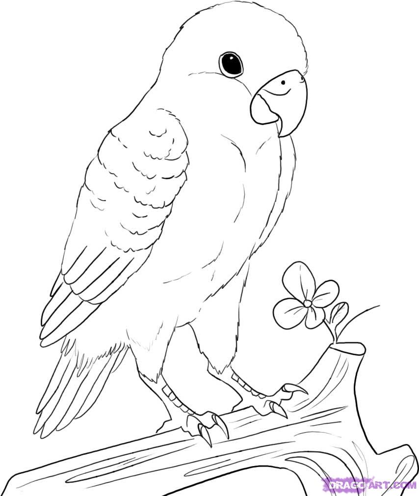 854x1011 How To Draw A Peach Faced Lovebird
