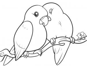 302x230 How Draw Lovebirds Step 10 Art How Draw,