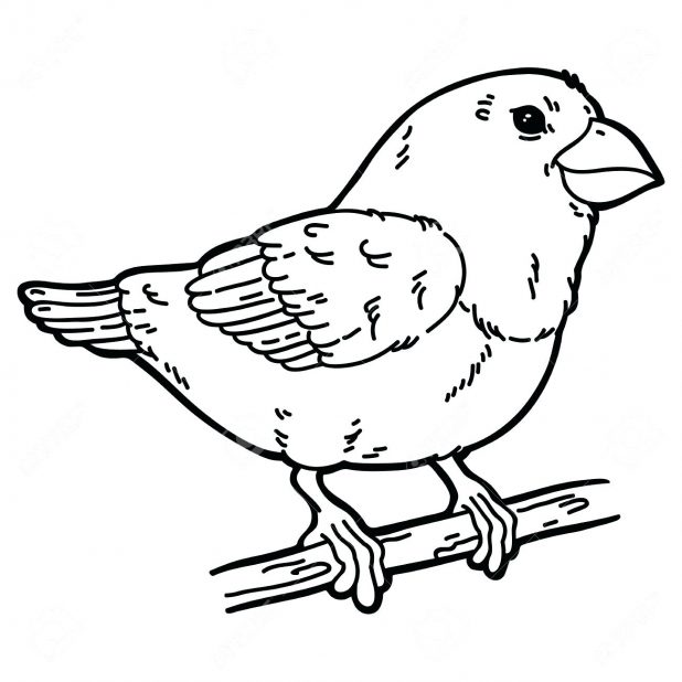 618x618 Coloring Pages Astonishing Outline Of A Bird. Bird Outline Tattoo