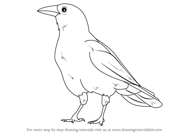 800x566 Learn How To Draw An American Crow (Birds) Step By Step Drawing