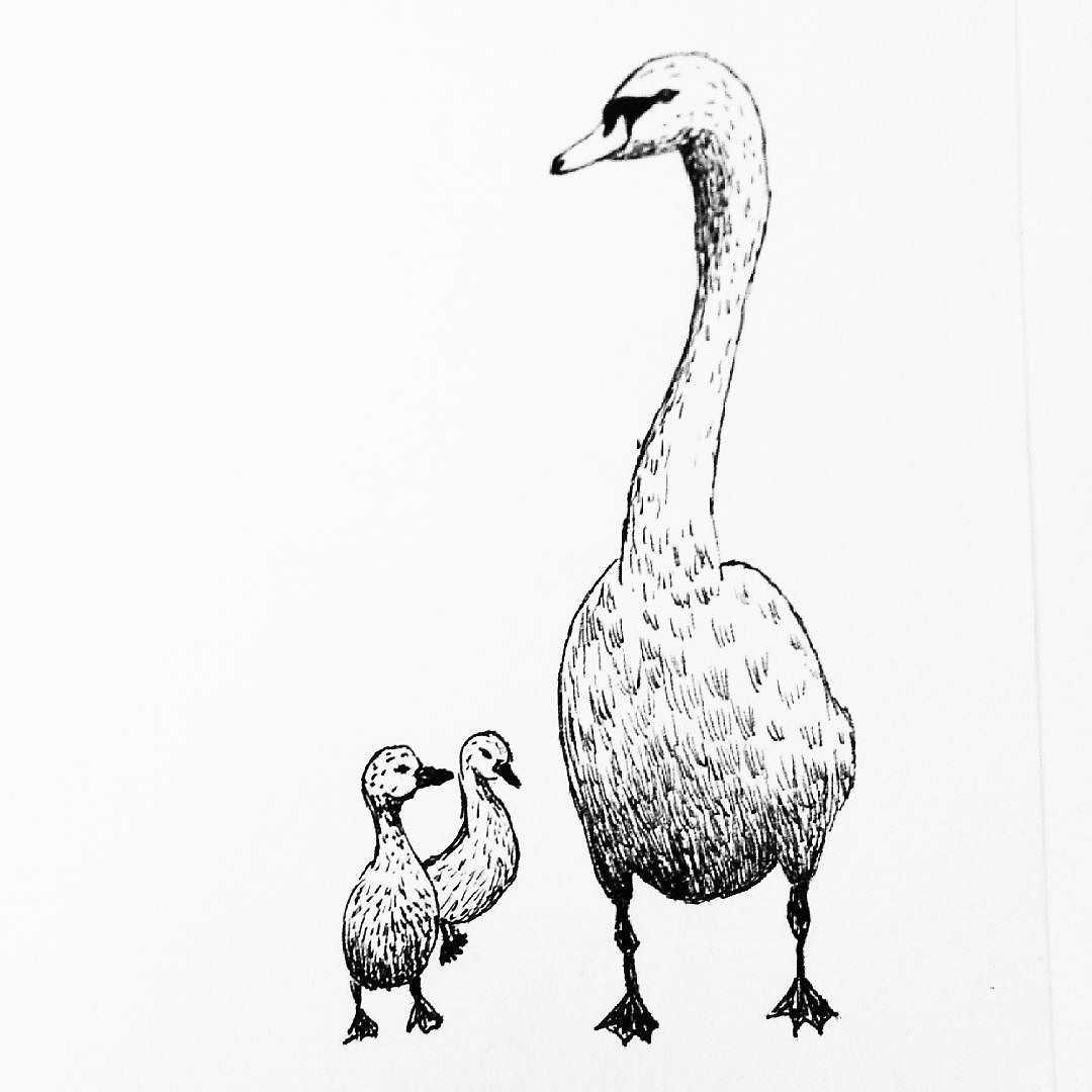 1080x1080 A Swan For My Daily Drawing 156