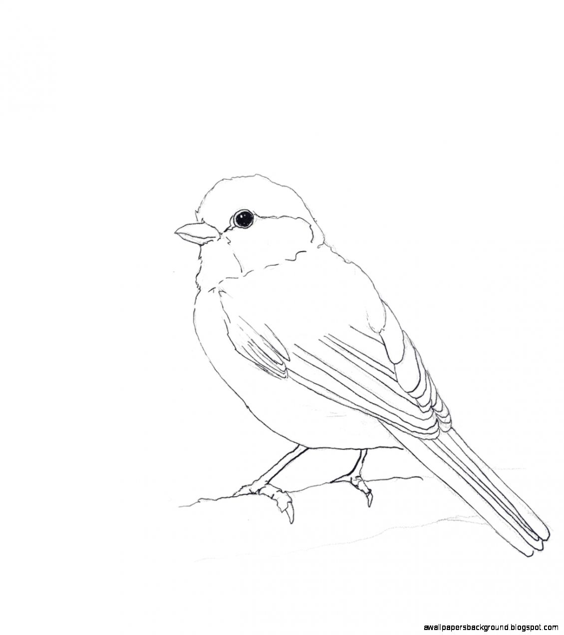 Рисунки птиц для срисовки легкие. Птица рисунок. Рисунки птиц для срисовки. Птичка рисунок карандашом. Рисунок птички карандашом для срисовки.