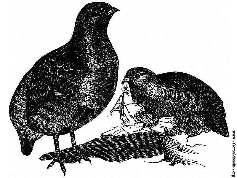 800x600 Partridge Wallpaper