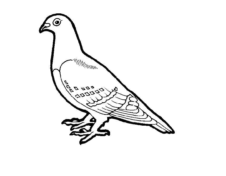 860x671 Pigeon Coloring Drawing Free Wallpaper Anggela Coloring Book