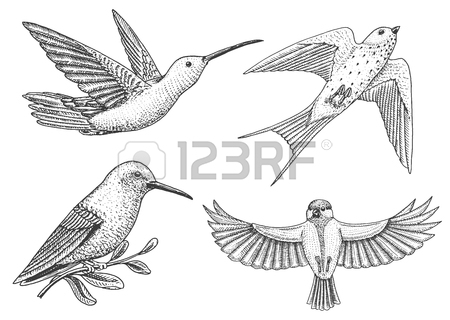 450x320 Sparrow Wallpaper Stock Photos. Royalty Free Sparrow Wallpaper