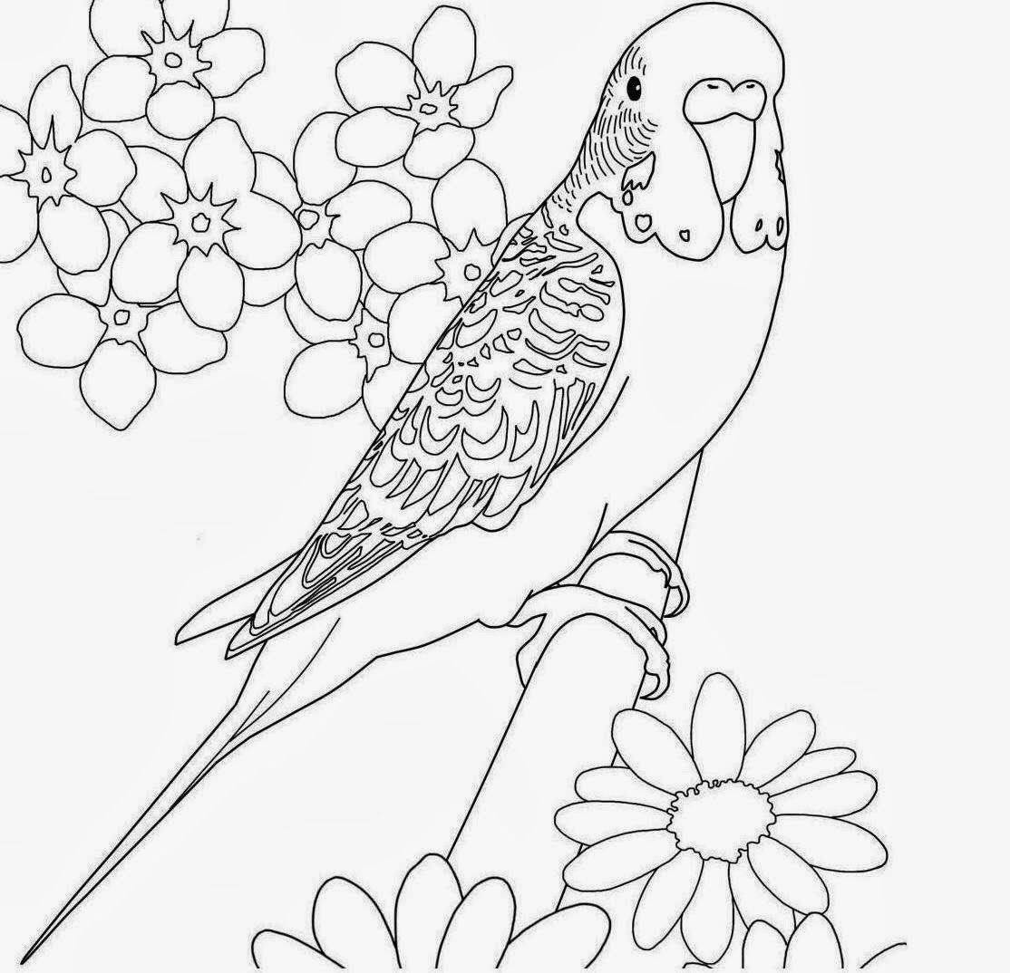 1114x1074 Colours Drawing Wallpaper Beautiful Bird Parrot Coloring Colour