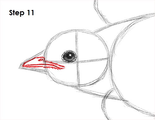 500x386 How To Draw A Swallow
