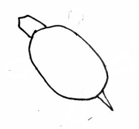 275x255 Turtleoverhead2.gif