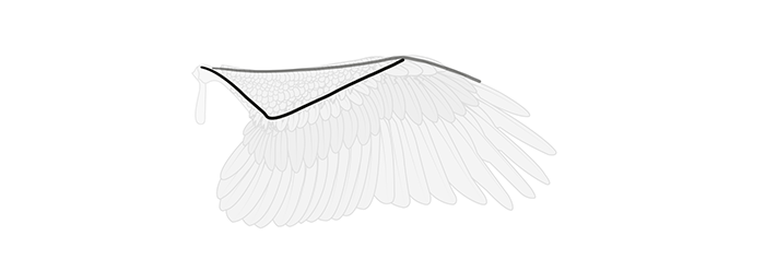 700x248 How To Draw And Animate Wings Birds, Bats, And More