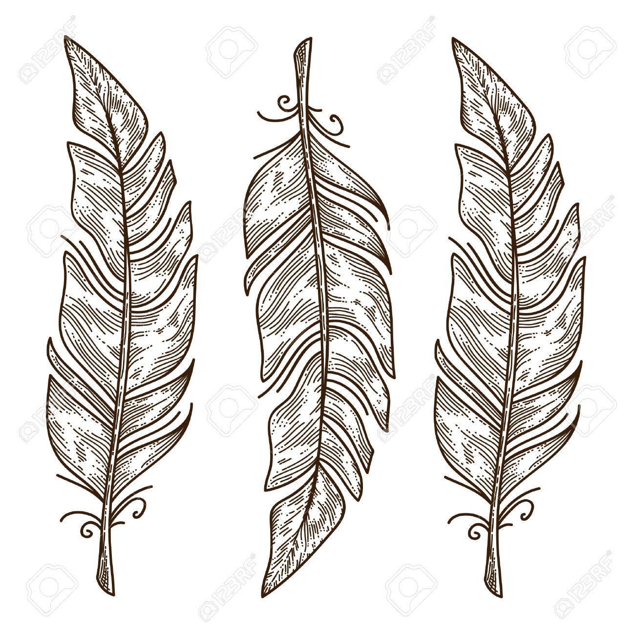1300x1300 Three Vector Bird Feather Isolated On White, Engraving Style