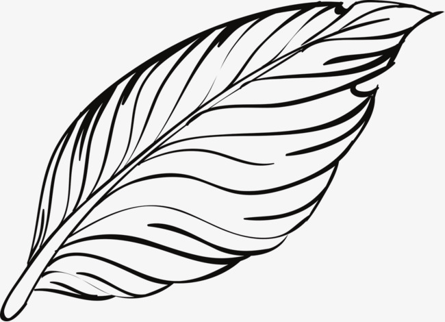 Bird Feather Drawing at GetDrawings | Free download