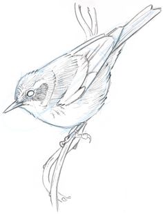 236x310 Learn To Simplify Bird Plumage With A Few Lines. Drawing Bird