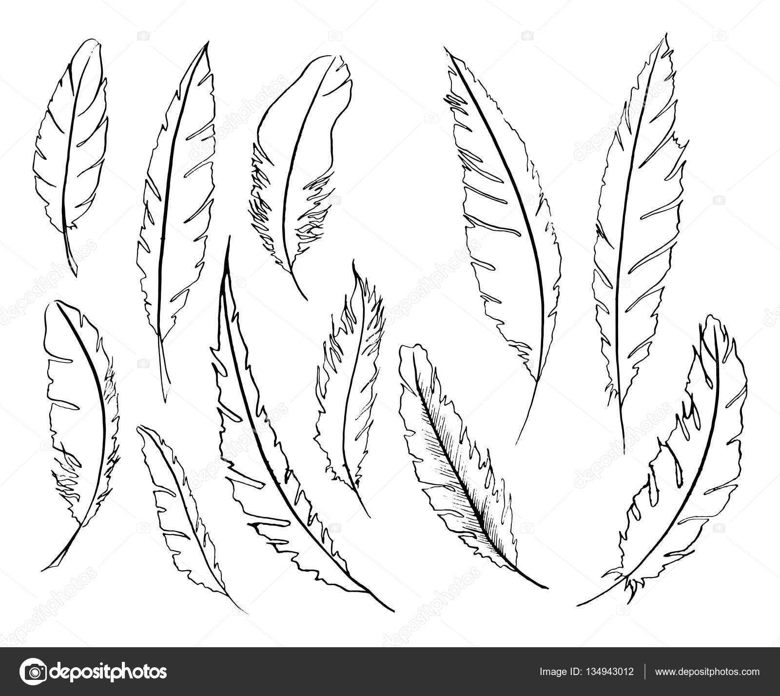 1600x1427 Monochrome Black And White Bird Feather Vector Set Stock Vector