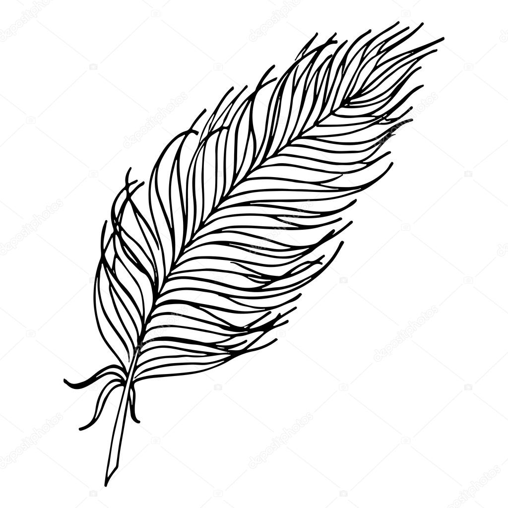 1024x1024 Monochrome Black And White Bird Feather Vector Sketched Art
