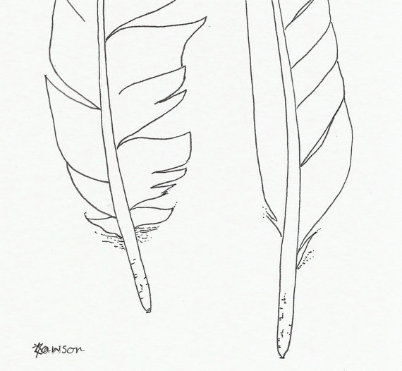 570x526 Original Ink Feather Drawing 2 Sea Bird Feathers