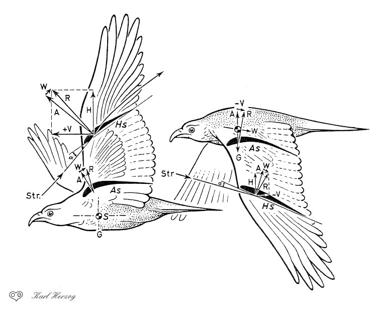 758x617 How Ornithopters Fly