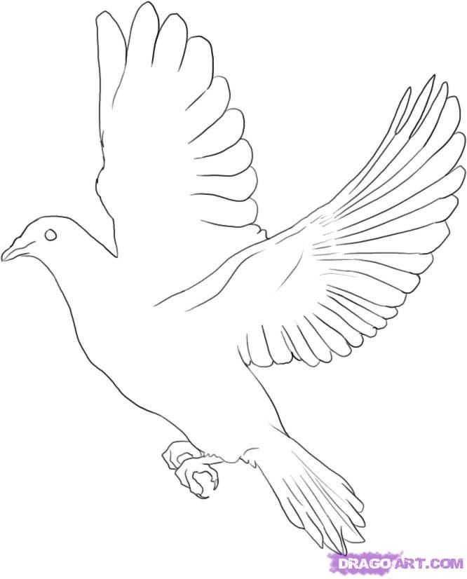 666x826 How To Draw A Dove, Step By Step, Birds, Animals, Free Online