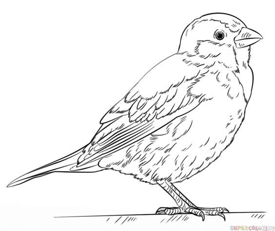 564x473 Drawn Bird Vertebrate